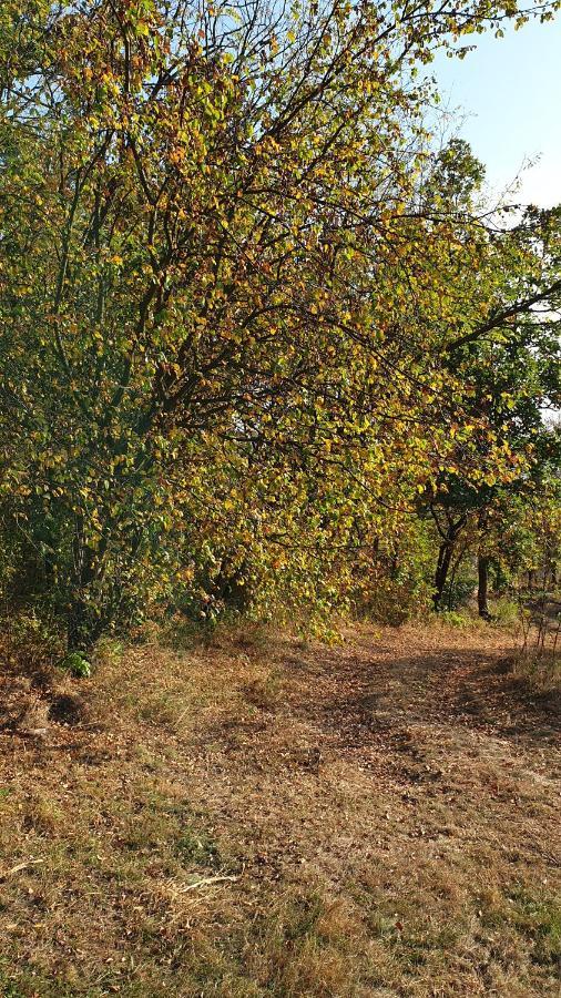 Api Centar Brdjani Villa Brgjani Bagian luar foto